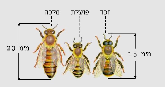 דבורים, זכר, דבורה פועלת, מלכה